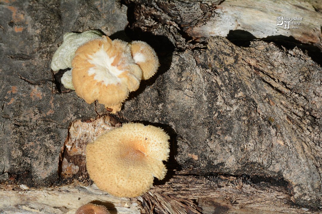 SharpshotNature's tweet photo. Sharpshot Nature .Com 01584-tod-018152 Fungus
#sharpshotnature #fungus #fungi #mushroom #log #tree #bark #summer #nature #naturephotography #wildlife #wildlifephotography #photography https://t.co/eGA63dK5qb