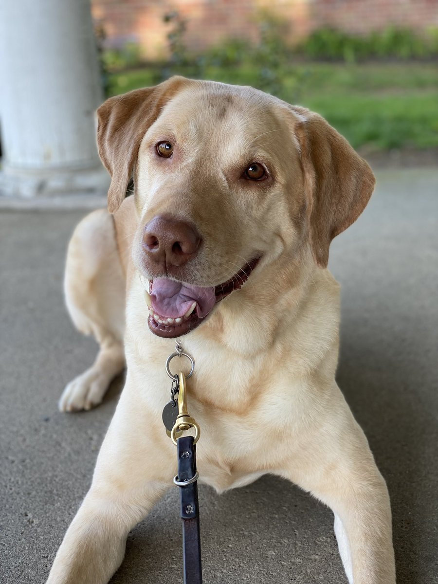 scottm9000's tweet photo. Tucker passed sway last night. Best guide dog and friend. https://t.co/szD34m0OA4