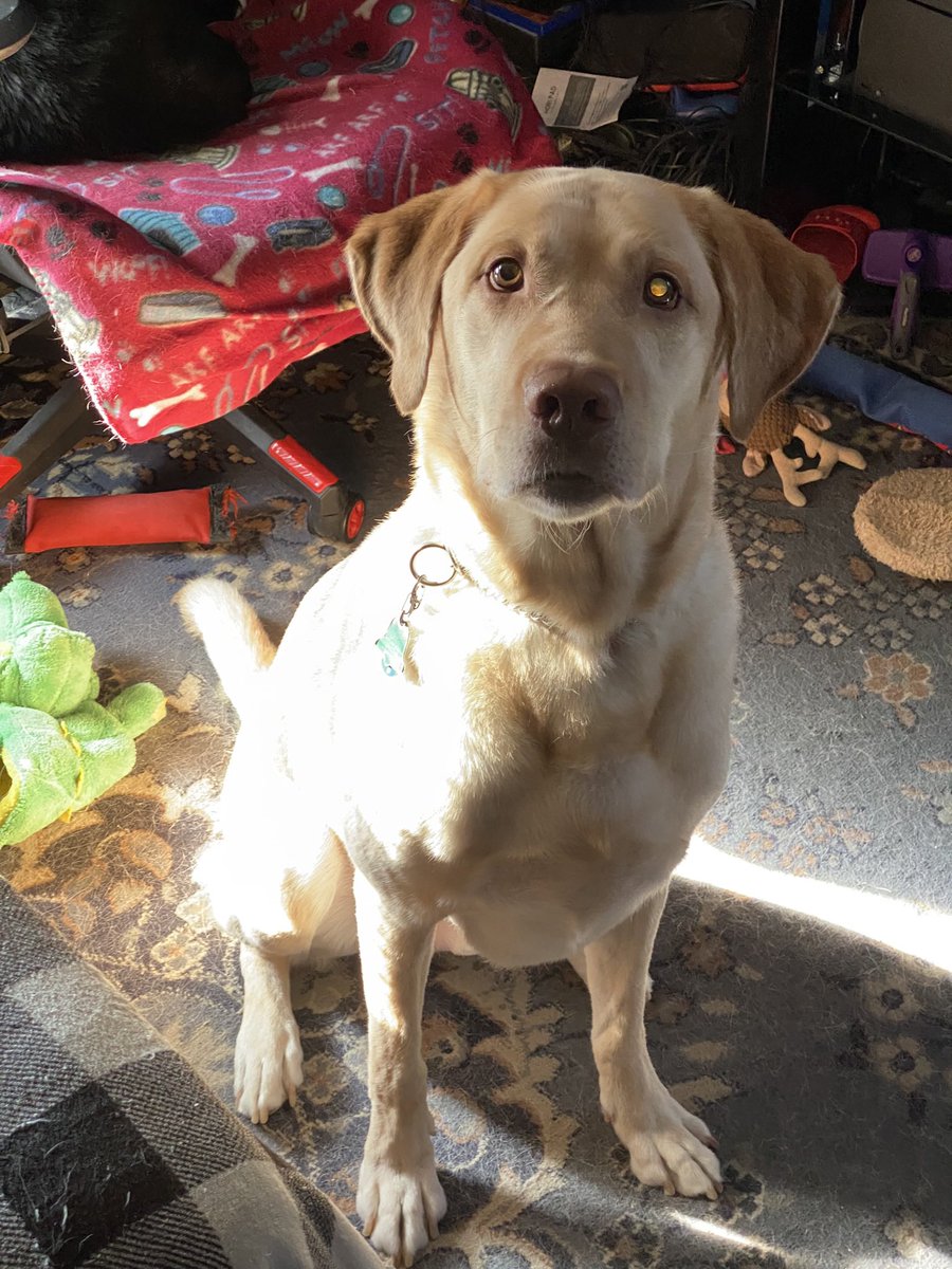 scottm9000's tweet photo. Tucker passed sway last night. Best guide dog and friend. https://t.co/szD34m0OA4