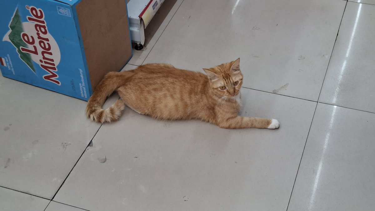 nampinkster's tweet photo. Aku rajin ke alfamidi karena ada si cantik yang lagi hamil😭 https://t.co/aITHdPcwBD