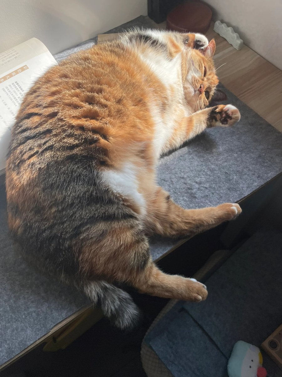SomeOvha1561's tweet photo. [In the vast ocean of social media, I saw a cute cat that made me want to share and it’s totally worth the praise!]， https://t.co/DsM1djaiug