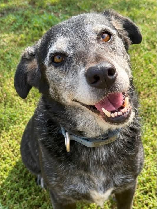 SosAbuelos1's tweet photo. #VALENCIA
#PORTHOS tiene 9 años. Fue rescatado de una perrera

Es muy bueno. Cariñoso, inteligente y sociable con otros perretes

Empezamos a tener miedo de que tengamos que despedirnos sin haber podido darle una familia, alguien que lo quiera

Contacto: 692 153 515 Olga https://t.co/AJbN48OZVl
