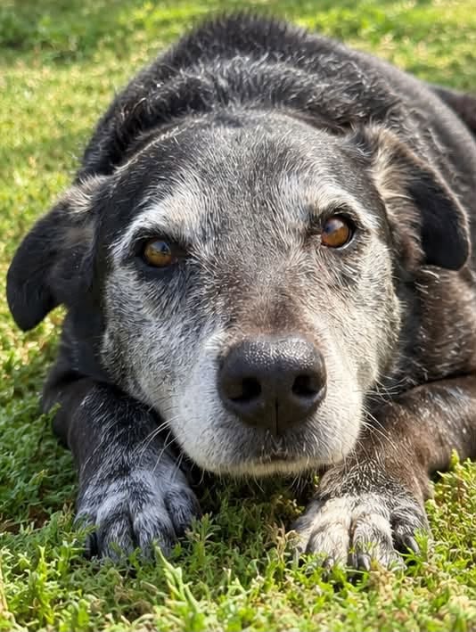 SosAbuelos1's tweet photo. #VALENCIA
#PORTHOS tiene 9 años. Fue rescatado de una perrera

Es muy bueno. Cariñoso, inteligente y sociable con otros perretes

Empezamos a tener miedo de que tengamos que despedirnos sin haber podido darle una familia, alguien que lo quiera

Contacto: 692 153 515 Olga https://t.co/AJbN48OZVl