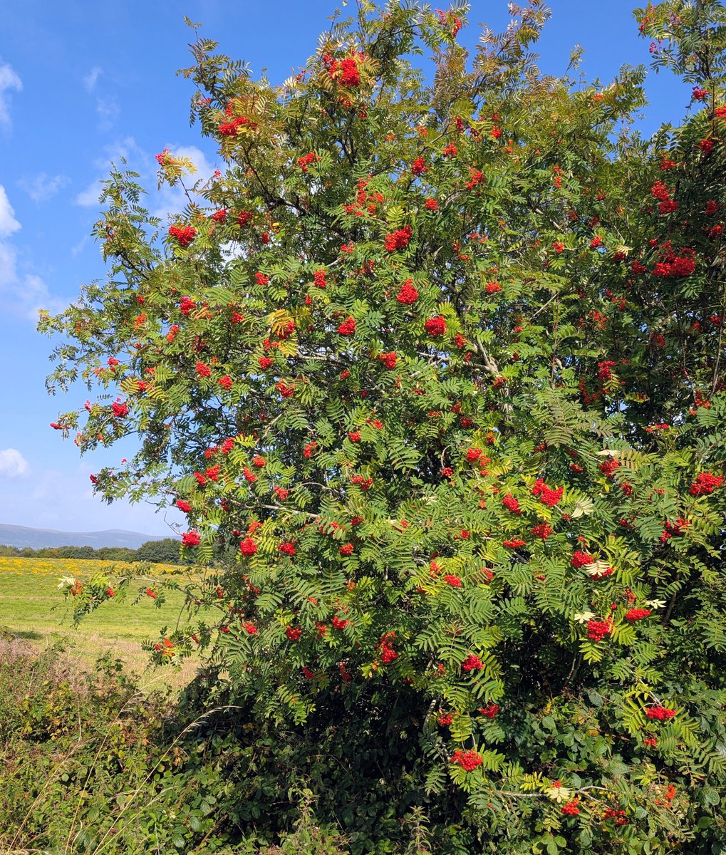 Tree_Folklore's tweet photo. Ireland's native Rowan trees are at the peak of their beauty bedecked in countless red berries awaiting the arrival of flock upon flock of migrating birds who will strip the trees on days as they seek to refuel 🪶🍒 

But this is just one of many of the Rowan trees gifts to wildlife and, indeed, ourselves.

For the  arrival of the great flocks of birds coincides with the darkening of days and the thinning of the veil between world and The Other 🌙 

Not only does the red of the Rowans berries deter all forms of evil magic but they also stop a vampire in its tracks.

For as Sesame Street taught us as children a Vampire stalking our homes at night is compelled to count 🦇 

Confronted by a Rowan planted outside a home the creature of the night finds itself rooted to the spot counting the thousands and thousands of berries until, finally, the rising sun forces them to retreat keeping us safe and the blood untouched within our veins ⚰️