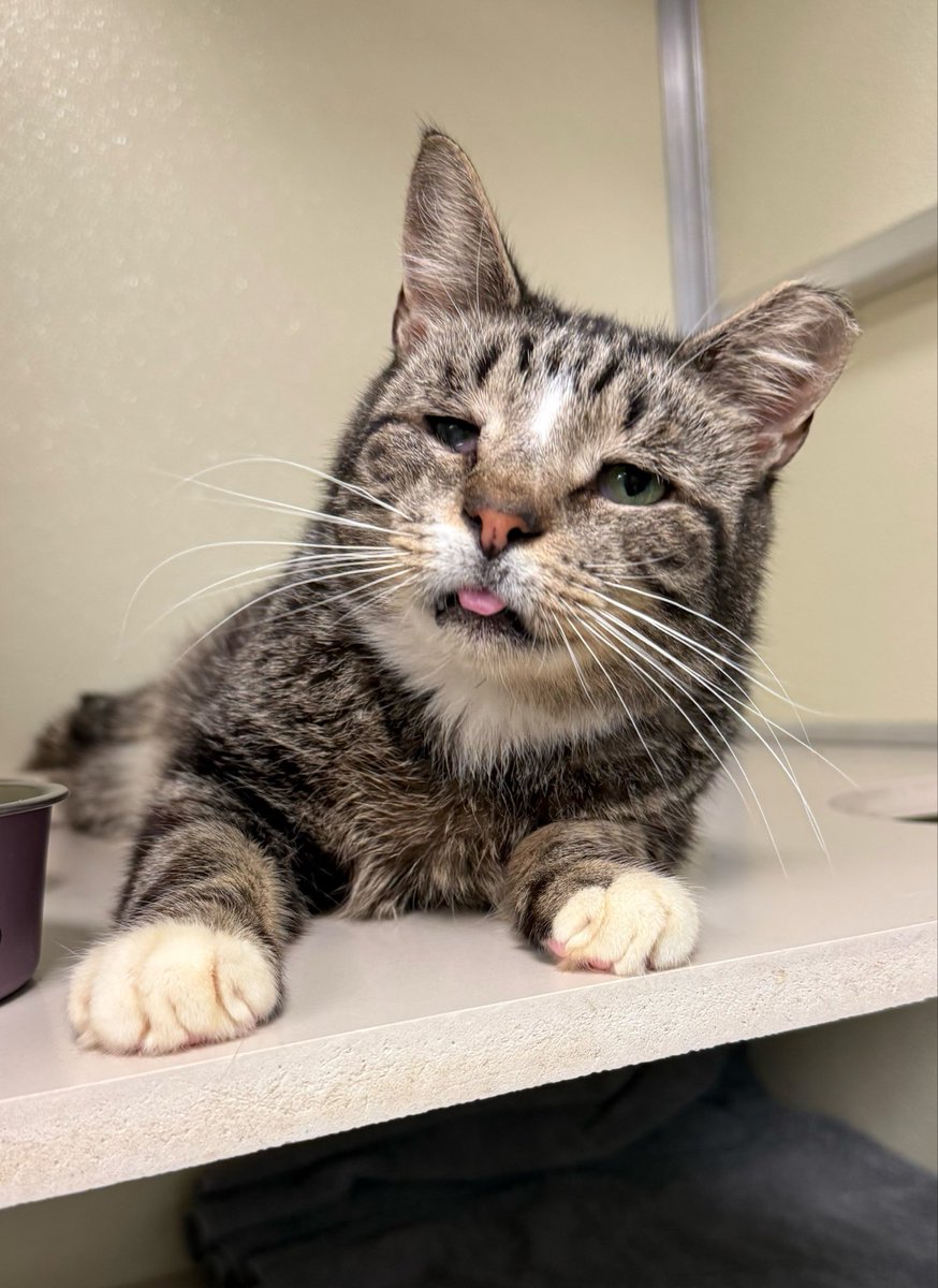 HomewardPetsNJ's tweet photo. Spiderman Noir is the perfect old man and he’s struggling to find a home. 

📍Blackwood, NJ https://t.co/3S46Xgy52L
