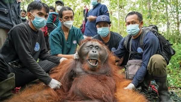 indepenSumatera's tweet photo. ORANG UTAN JANTAN DEWASA D LAPORKAN MASUK PEMUKIMAN WARGA DAN MAKAN BUAH BUAHAN YANG D TANAM WARGA

D khawatirkan terjadi konflik dengan manusia sehingga ORANG UTAN ini di evakuasi tim BKSDA KETAPANG KALBAR 

Jika melihat mereka jangan d jahatin ya, karena mereka hanya numpang sebentar nyari makan koq!!!!