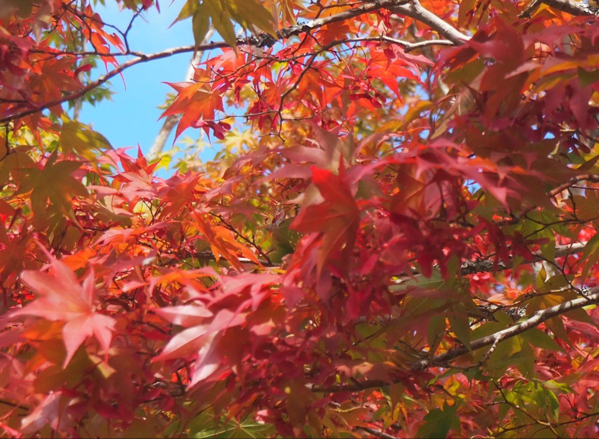 0122__kanako's tweet photo. なんと10月になったばかりなのに紅葉を観測 https://t.co/kOi8IHs3Br