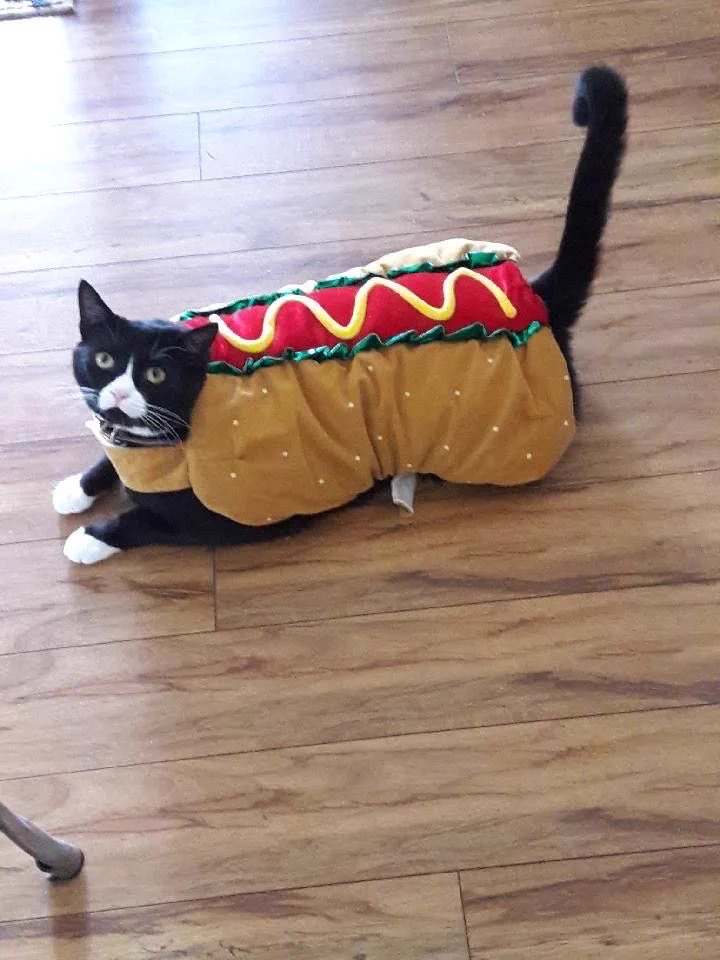 Nyan Cat on X: 