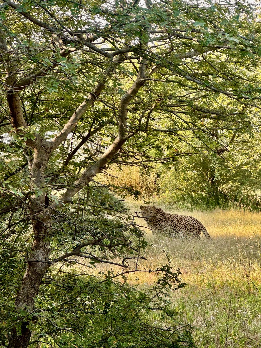 nuwal_suhani's tweet photo. Every forest has a story. Ramgarh has a thousand.🐆🌳

Happy Wildlife Week! 

#Wildlife #RajasthanTourism #WildlifeConservation https://t.co/Ax9S8j2g0b