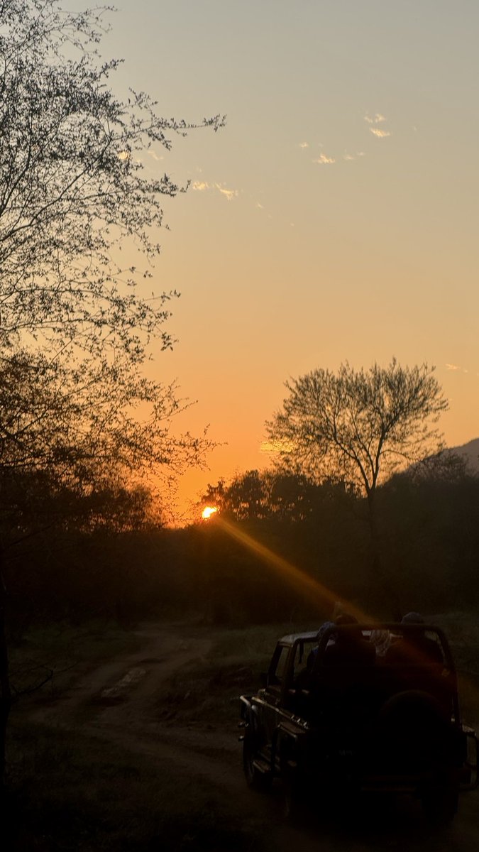 nuwal_suhani's tweet photo. Every forest has a story. Ramgarh has a thousand.🐆🌳

Happy Wildlife Week! 

#Wildlife #RajasthanTourism #WildlifeConservation https://t.co/Ax9S8j2g0b