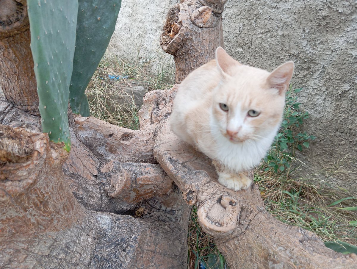 Solopar53137293's tweet photo. #Acollida #urgent o adopció solidària per Miquel. Aquest gatet va aparèixer fa 3 setmanes en una colònia de #Balaguer amb problemes bucals. És positiu a Immuno. Necessitem una acollida per la zona de #Lleida És un gatet abandonat i no pot tornar al carrer WhatsApp ☎️ 614 076 600 https://t.co/n8d6Yxd2KM