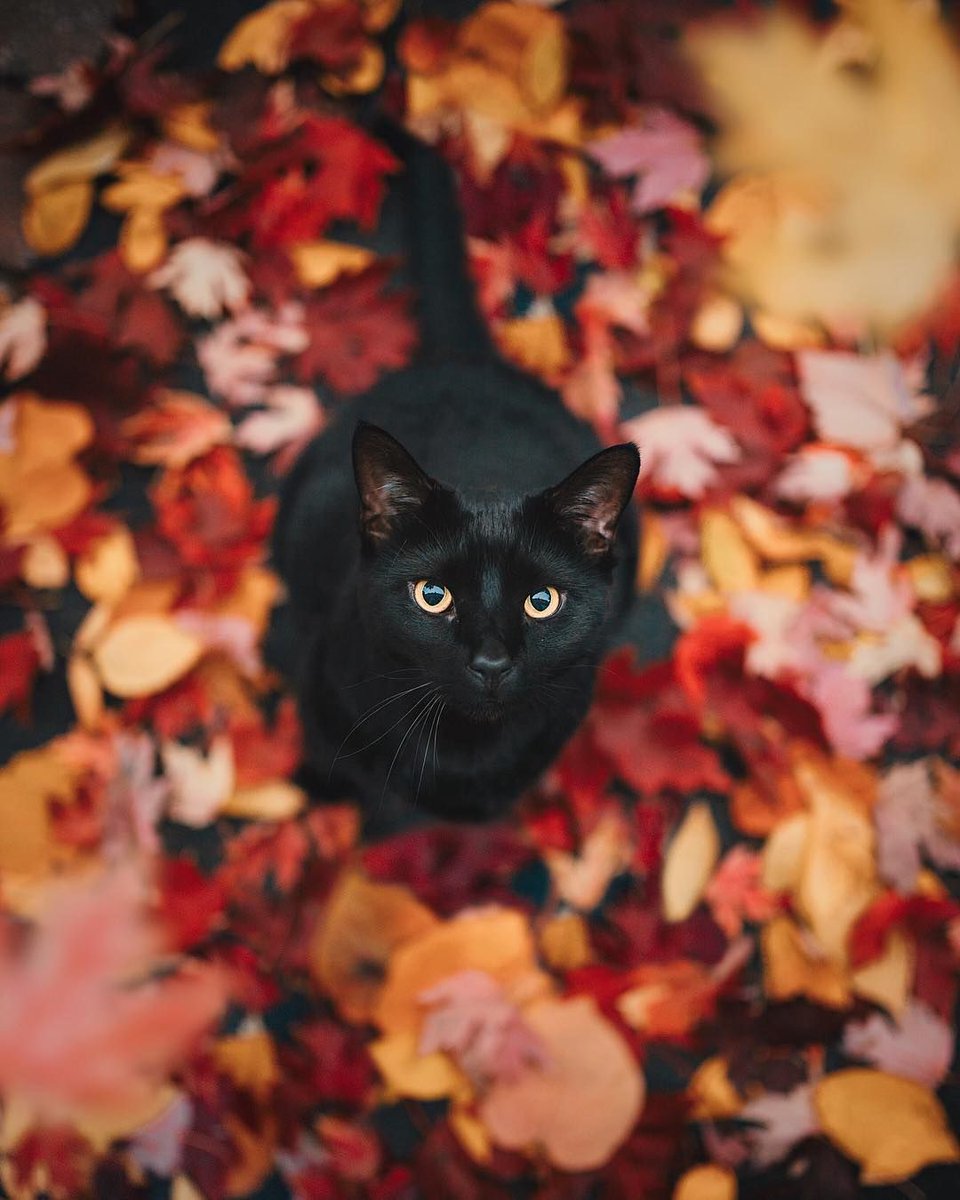 reviewwales's tweet photo. Happy National Black Cat Day! 🐈‍⬛
Black cats are amazing and, as Welsh folklore tells us, bring good luck to the home:
"A black cat, I’ve heard it said,
Can charm all ill away,
And keep the house wherein she dwells
From fever’s deadly sway"
#NationalBlackCatDay #BlackCatDay #Wales https://t.co/nAJoG9cjMk
