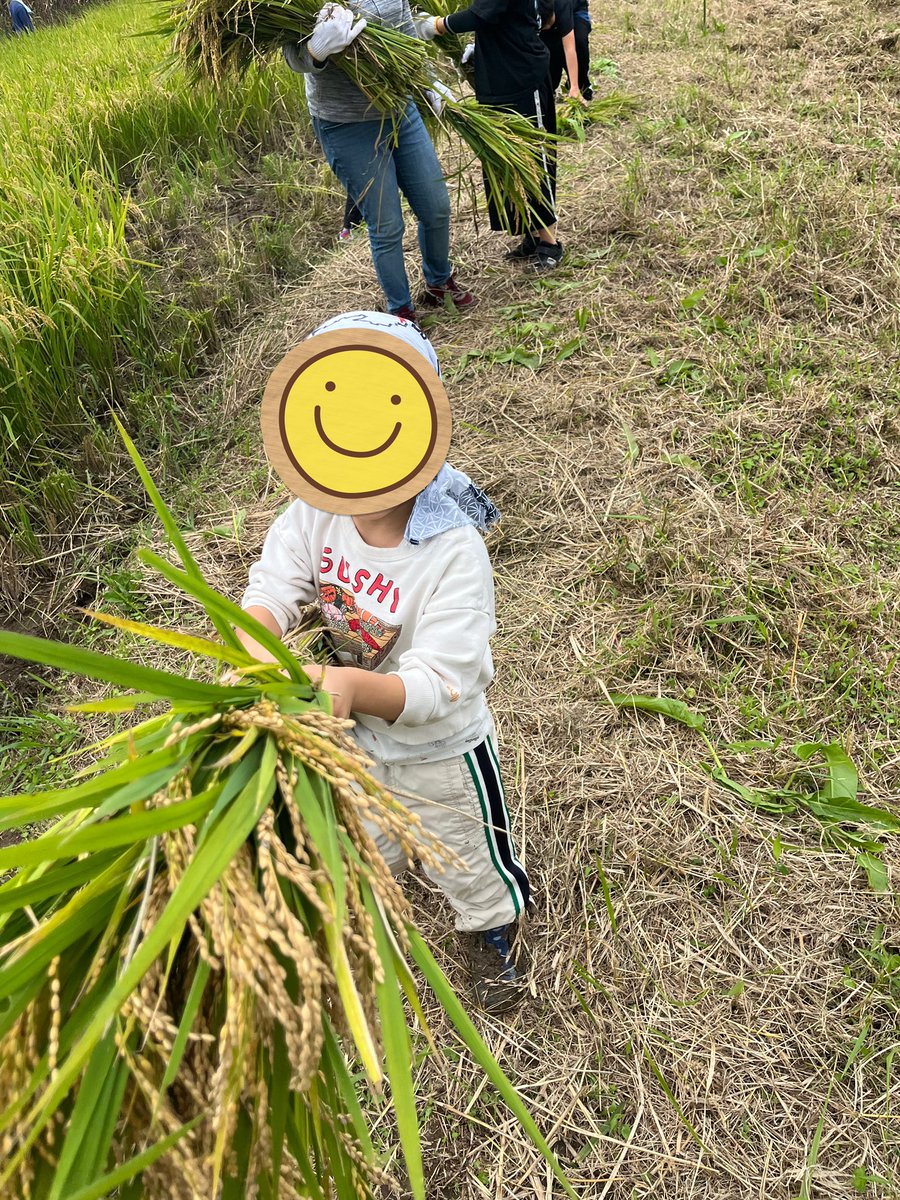 hello_world0730's tweet photo. 春に田植えをした田んぼで稲刈り！
お米いっぱいとれたね〜と喜ぶ3歳。 https://t.co/BK3SnqP107