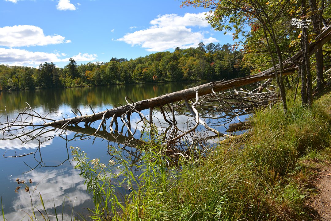 SharpshotNature's tweet photo. Sharpshot Nature .Com 02314-tod-018966 Tree
#sharpshotnature #tree #bark #branch #stick #twig #leaf #log #grass #plant #sky #cloud #lake #water #reflection #autumn #fall #nature #naturephotography #wildlife #wildlifephotography #photography https://t.co/jPsBewtKtw