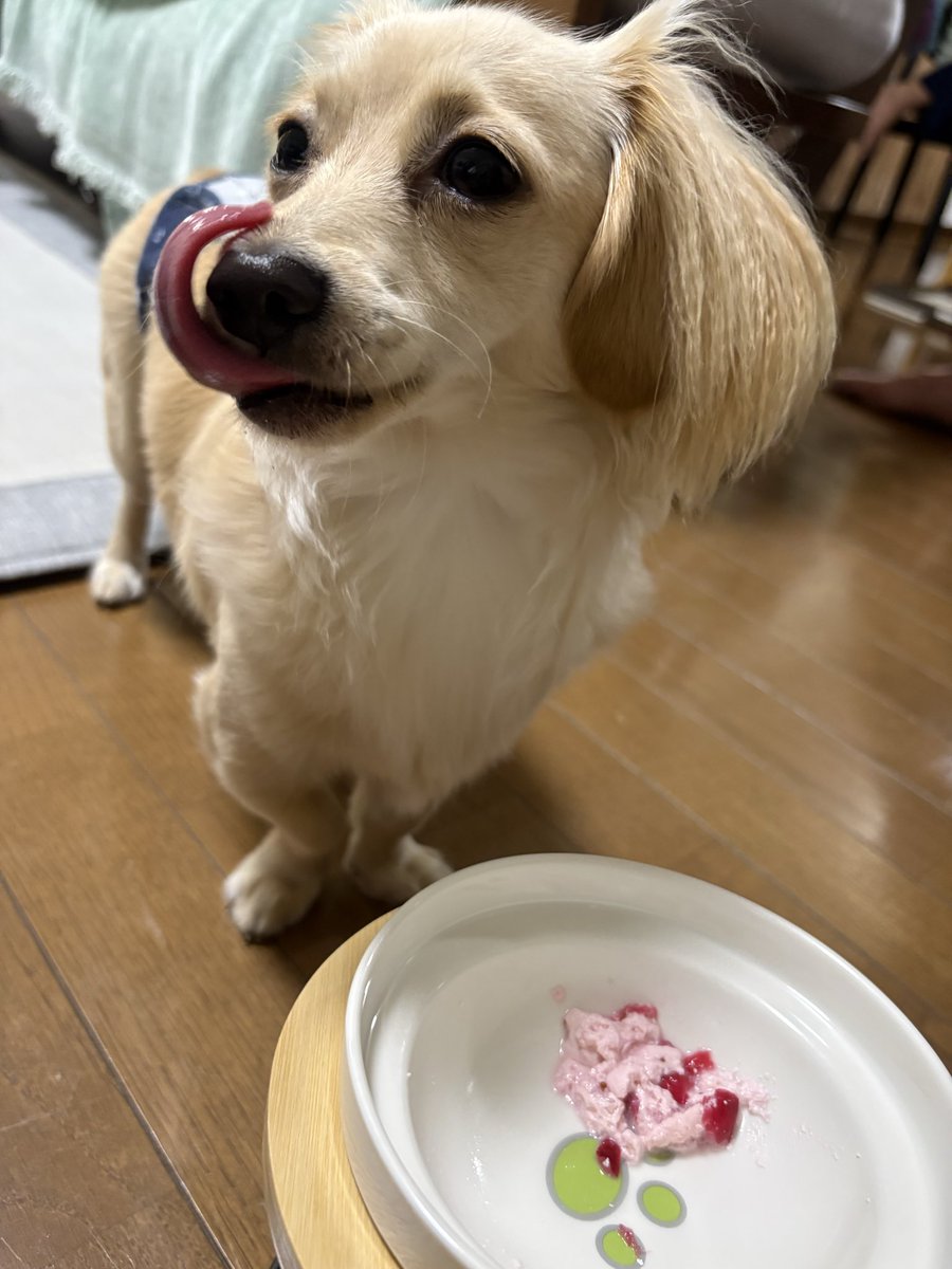 momo_spl2004's tweet photo. そういえばこの前1歳になったｵﾚ🐶🍰💕 https://t.co/T6QryyXg4o
