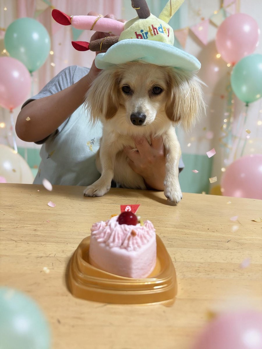 momo_spl2004's tweet photo. そういえばこの前1歳になったｵﾚ🐶🍰💕 https://t.co/T6QryyXg4o