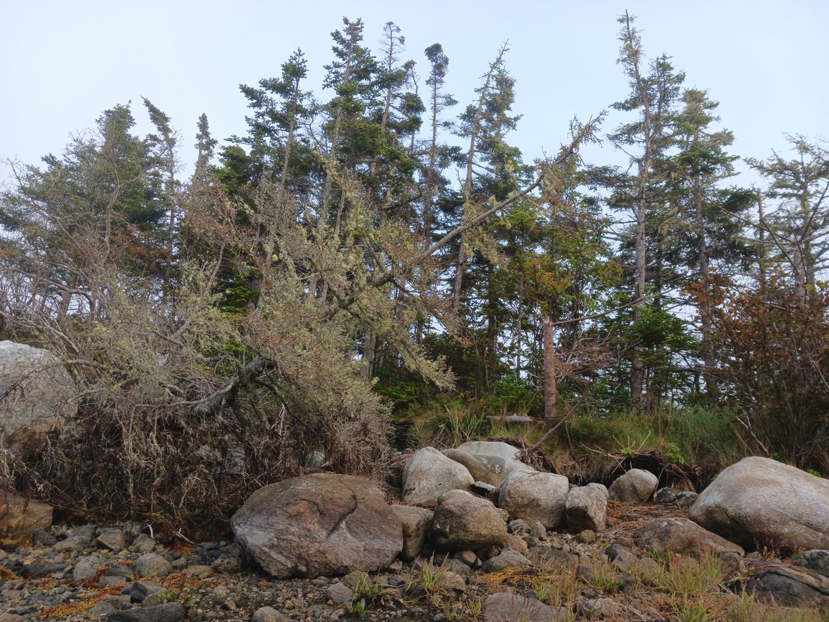 ImagesCoast's tweet photo. 👀☠️💩😥
"Everything is dying."

See the dying forest.

The forests of Nova Scotia are all rapidly dying from the deadly toxic fall out from overhead.

Sept 18 2026 #geoengineering #dyingforests #lookup https://t.co/v5ie7iso50