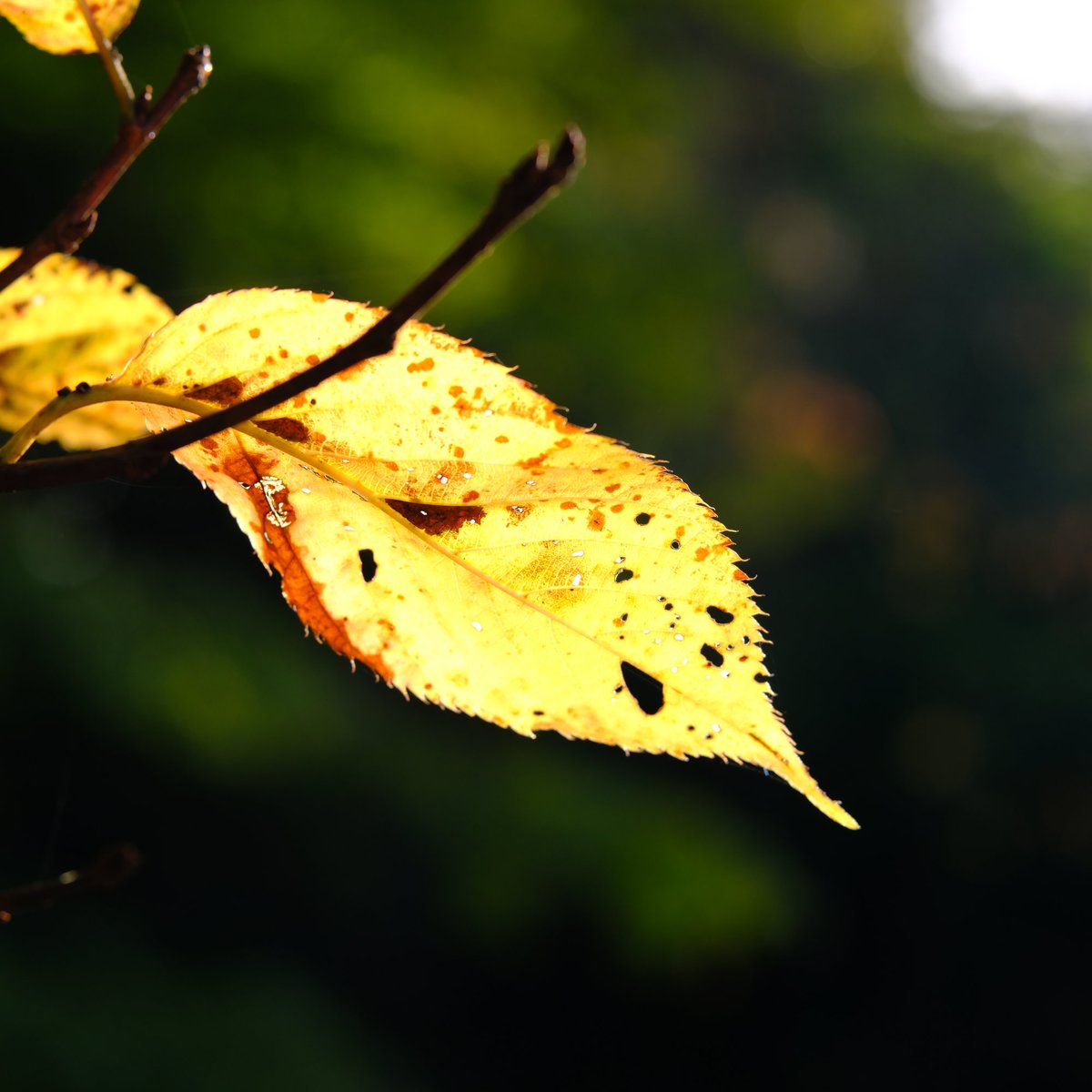 mountainfrog2's tweet photo. 桜の黄葉
#さくら
#山神ダム
#秋
#写真好きの人と繋がりたい https://t.co/T4boJUzeCW