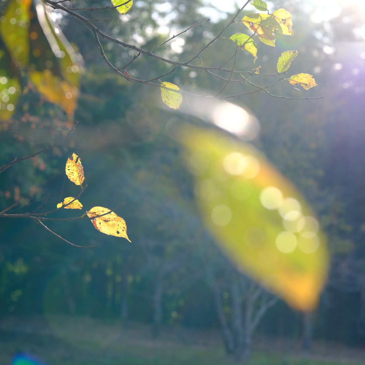 mountainfrog2's tweet photo. 桜の黄葉
#さくら
#山神ダム
#秋
#写真好きの人と繋がりたい https://t.co/T4boJUzeCW