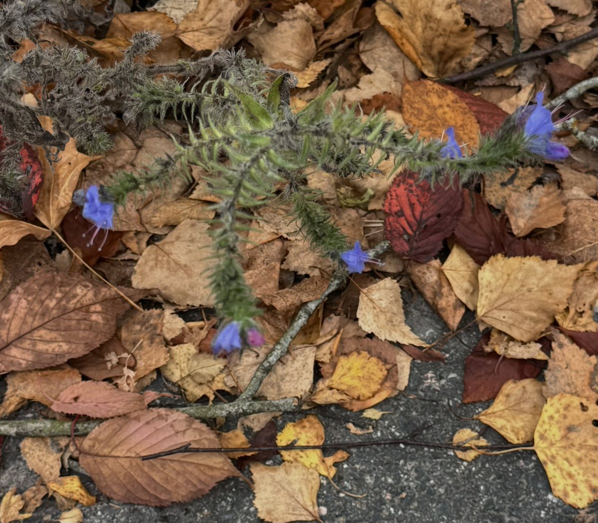 pekkasauri's tweet photo. Kaupunki kukkii yhä. Tämä neidonkieli (Echium vulgare) loistaa sinisenään lokakuullakin🙏 https://t.co/zNHrva3qHT