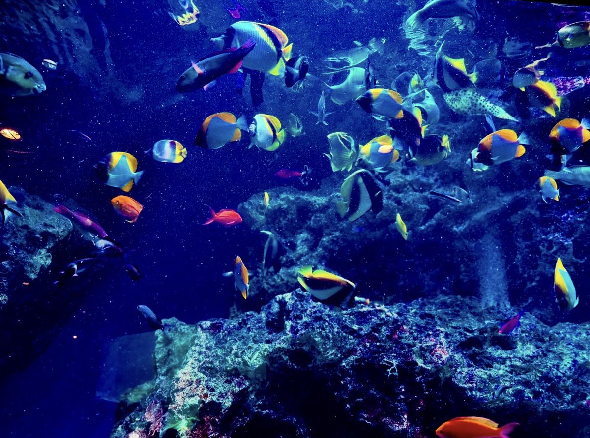 Harpikalimba's tweet photo. 群青に揺れる𓂃𓈒𓂂𓏸🐠🐟🐠🐟

⋆˙⟡深い青の中で　　　　　　　　　　　　　　　　　　
　　　　揺らぎながら
　　　　　　寄り添うように　　　　　　　　
　　　　　　　それぞれの色を灯す⋆˙⟡

#キリトリセカイ https://t.co/ODZC8W8NBs
