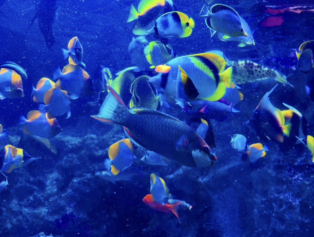 Harpikalimba's tweet photo. 群青に揺れる𓂃𓈒𓂂𓏸🐠🐟🐠🐟

⋆˙⟡深い青の中で　　　　　　　　　　　　　　　　　　
　　　　揺らぎながら
　　　　　　寄り添うように　　　　　　　　
　　　　　　　それぞれの色を灯す⋆˙⟡

#キリトリセカイ https://t.co/ODZC8W8NBs