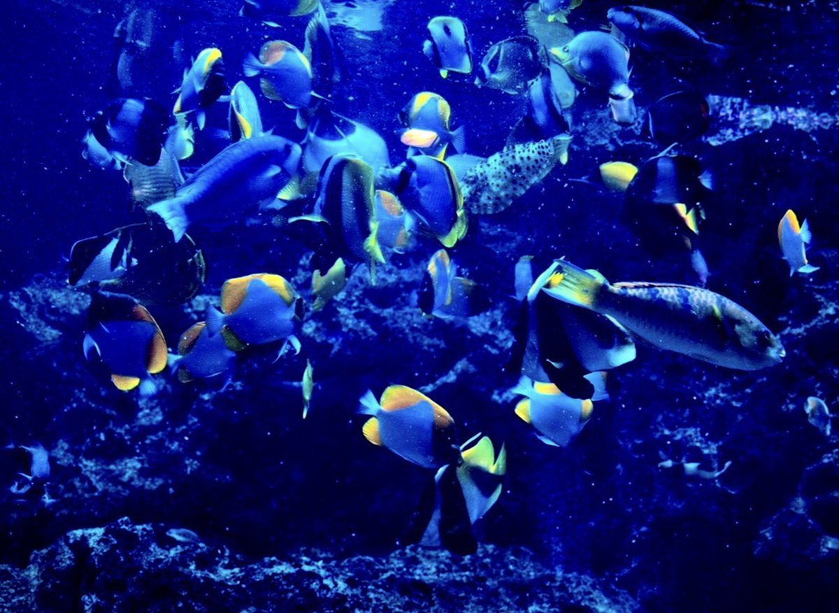 Harpikalimba's tweet photo. 群青に揺れる𓂃𓈒𓂂𓏸🐠🐟🐠🐟

⋆˙⟡深い青の中で　　　　　　　　　　　　　　　　　　
　　　　揺らぎながら
　　　　　　寄り添うように　　　　　　　　
　　　　　　　それぞれの色を灯す⋆˙⟡

#キリトリセカイ https://t.co/ODZC8W8NBs