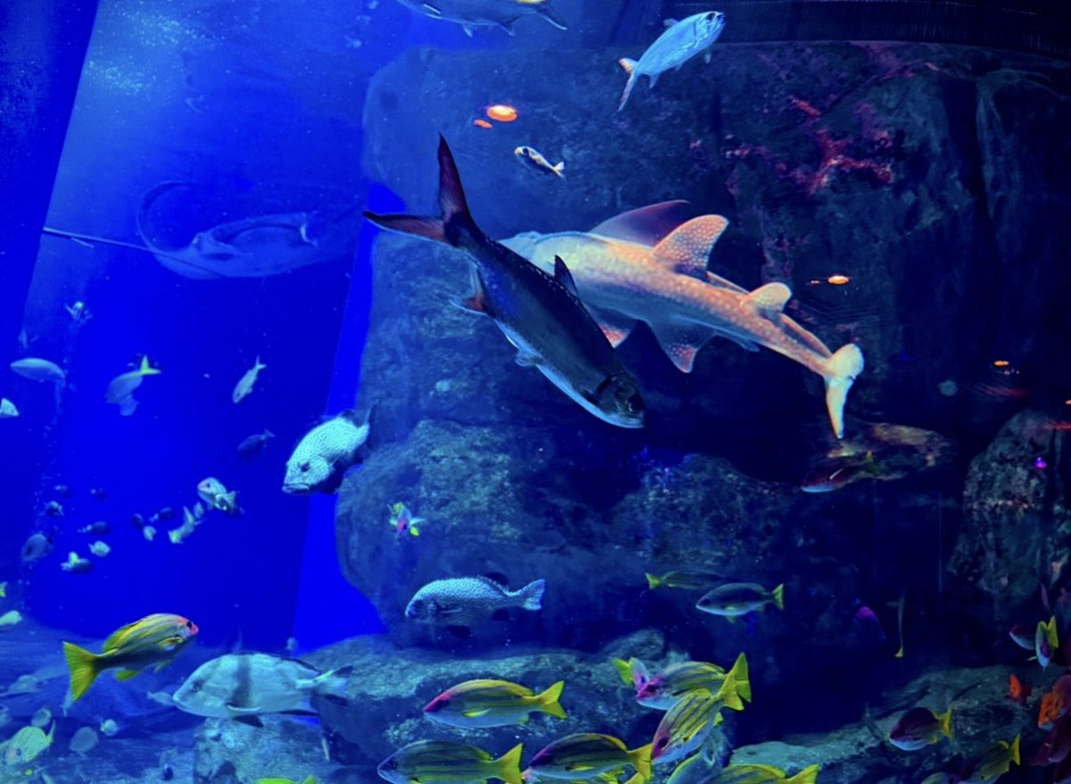Harpikalimba's tweet photo. 群青に揺れる𓂃𓈒𓂂𓏸🐠🐟🐠🐟

⋆˙⟡深い青の中で　　　　　　　　　　　　　　　　　　
　　　　揺らぎながら
　　　　　　寄り添うように　　　　　　　　
　　　　　　　それぞれの色を灯す⋆˙⟡

#キリトリセカイ https://t.co/ODZC8W8NBs