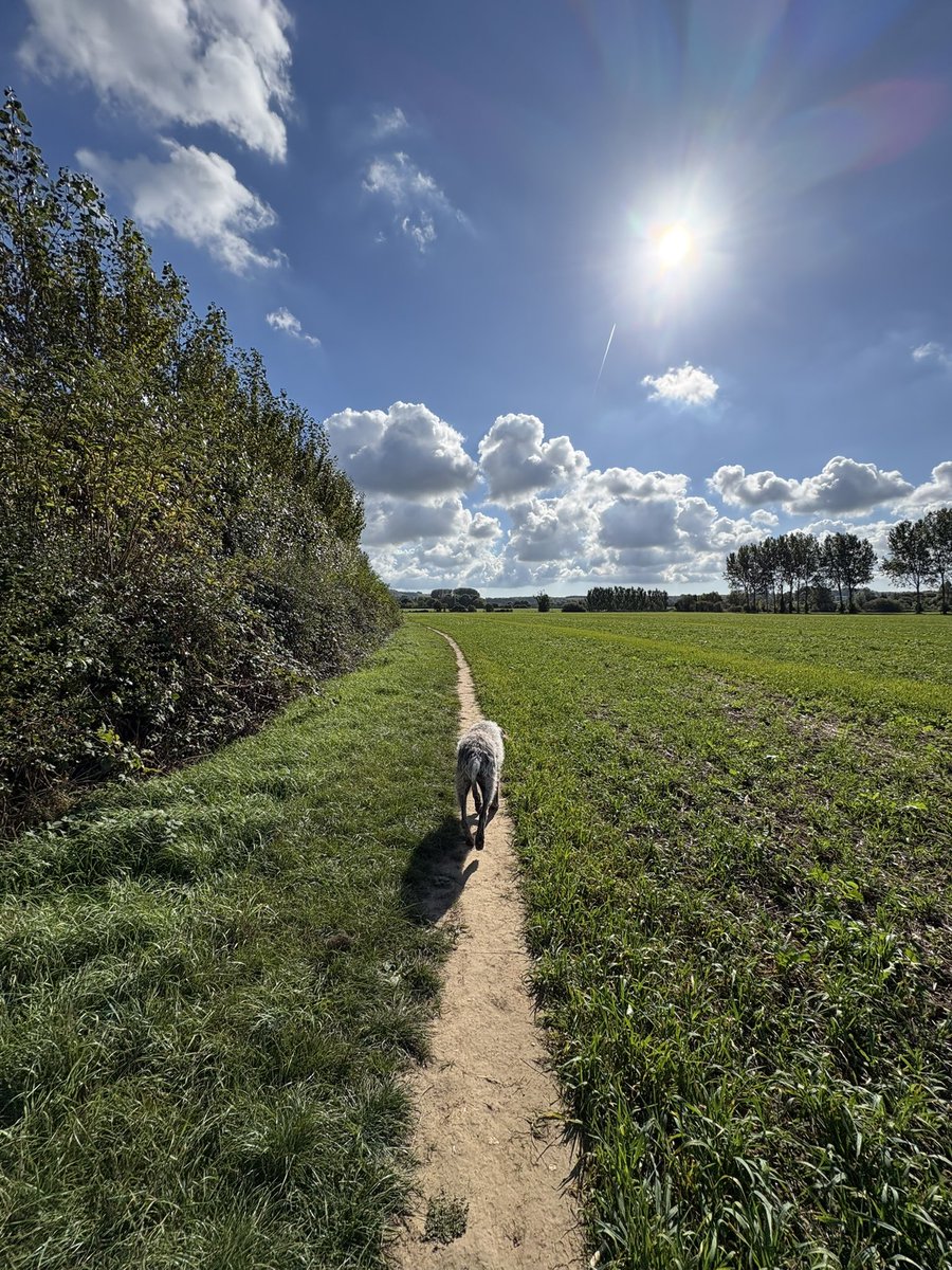 HayhurstBoo's tweet photo. As the F1 took so long, it was a late country walk in Wye. Village life ❤️ #blue #sky #dog #love #happy #dogsoftwitter https://t.co/gdn2Z7yAhi