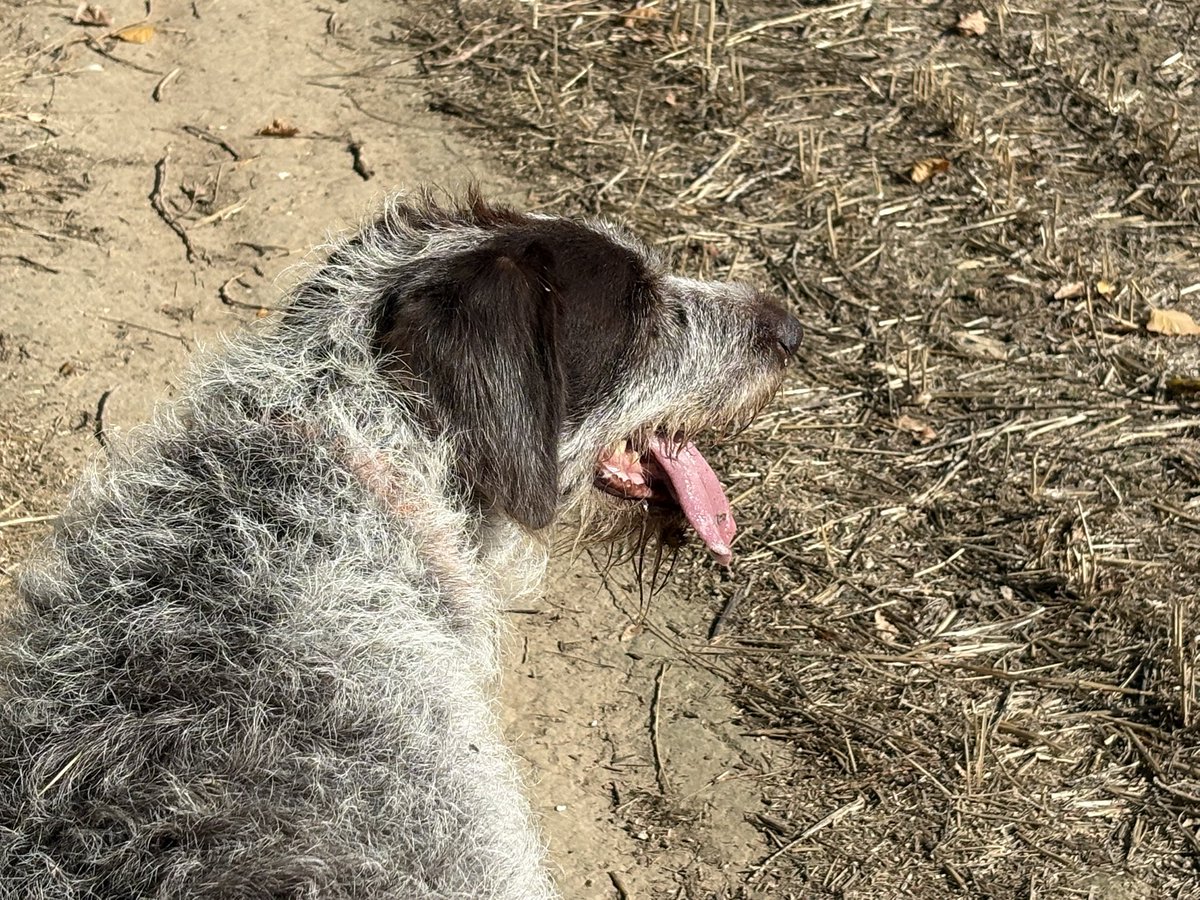 HayhurstBoo's tweet photo. As the F1 took so long, it was a late country walk in Wye. Village life ❤️ #blue #sky #dog #love #happy #dogsoftwitter https://t.co/gdn2Z7yAhi
