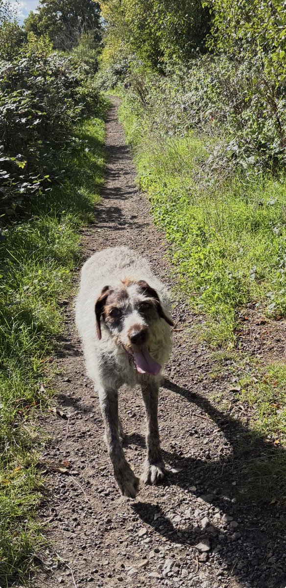 HayhurstBoo's tweet photo. As the F1 took so long, it was a late country walk in Wye. Village life ❤️ #blue #sky #dog #love #happy #dogsoftwitter https://t.co/gdn2Z7yAhi