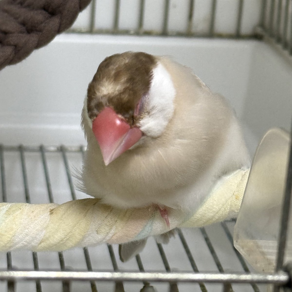 macke_teina's tweet photo. うとうとふかふか https://t.co/eRqA2QOVrr