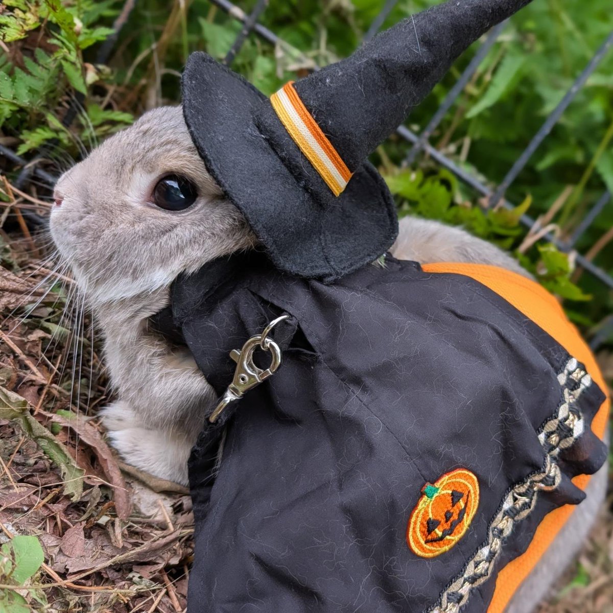 tknpuA's tweet photo. 本日、うさんぽ会に行ってきました🎃
かわいい我が子ちゃん🪄🐇 https://t.co/nyPaUz6JaX