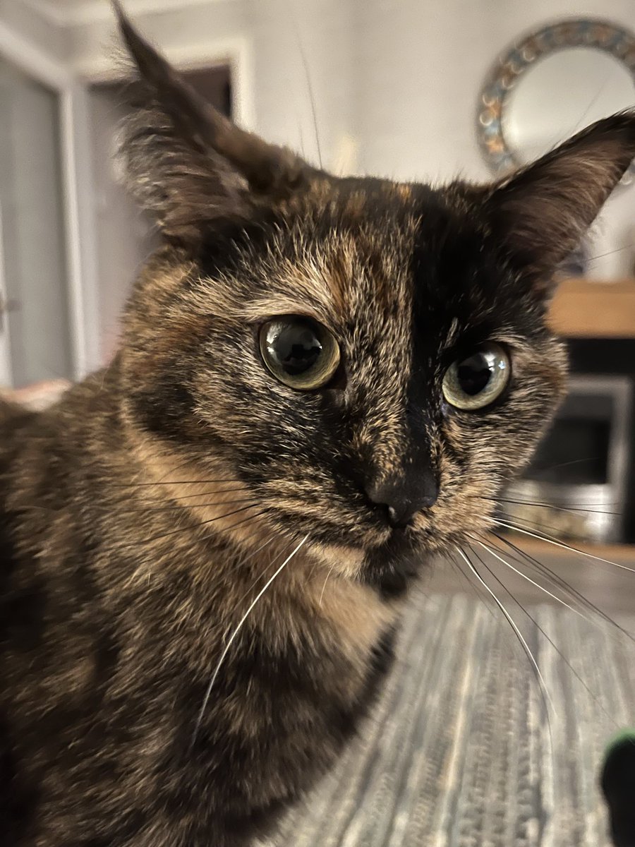 BruceMuir1's tweet photo. @SusanCalman Can I please nominate my wee girl Foxy for cat of the day. Watching Aristocats, she love a good movie 😍 @susanCalman you legend https://t.co/SLC9EyDn53