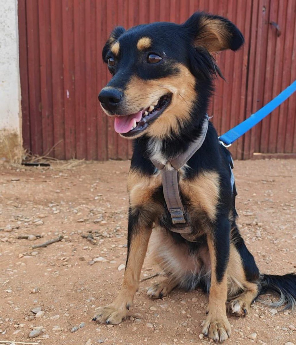 J_Zaragoza_'s tweet photo. Se llama LUPE
Tiene año y medio
Hace unos días la dejaron atada en medio de la noche en la puerta de la perrera
Y así llegó a nosotras 
En fin. Lupe necesita un hogar. Es de tamaño más bien pequeño.
Si puedes adoptar escríbenos. adopciones@huellasdevida.es
#AdoptaNoCompres https://t.co/LX9RsAzOYa