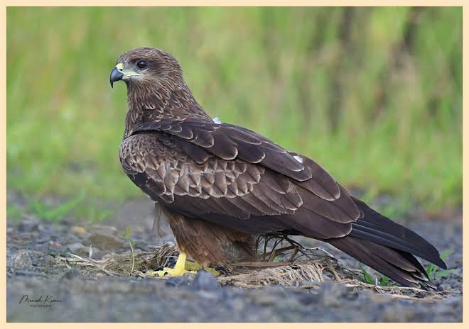 AhmadAbflm's tweet photo. @Lukmanonx @Thewildcave This is a black kite https://t.co/nxYNSnZ1Xd