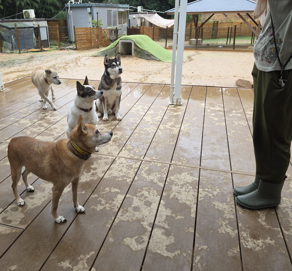 animalSmileKGW's tweet photo. 「腸活について」の講義を
真剣に聞く受講生たち

マロン、さくら子、ひかり、キミ https://t.co/dTOLhcojdZ