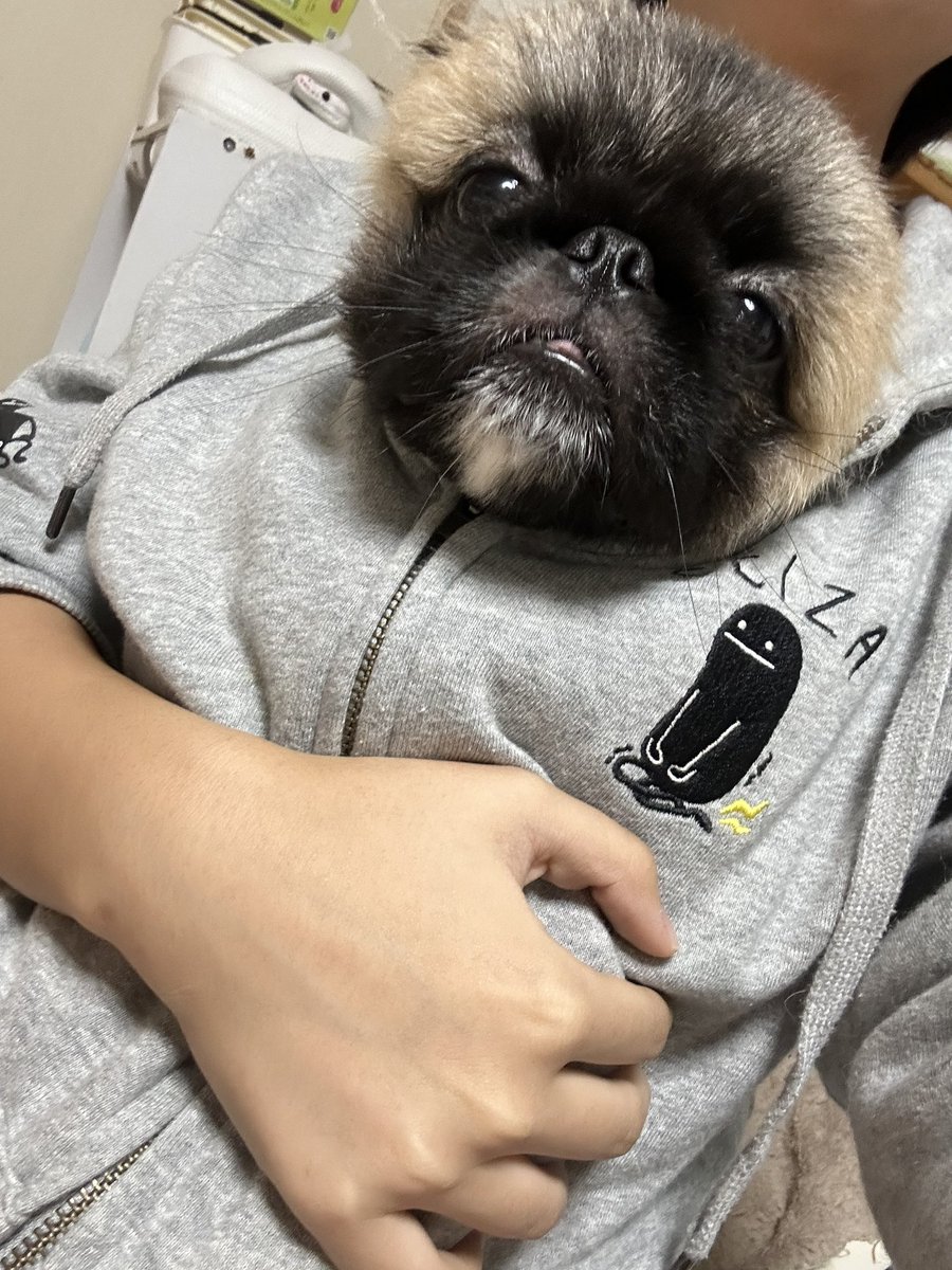 Fuka215's tweet photo. やばーい:( ;´꒳`;)
まだ1時間しか勉強してない…！
昼寝6時間したせいで…くそ…！！
↓こんなことしてないで勉強ないとなのに https://t.co/kBRMpQHdUA
