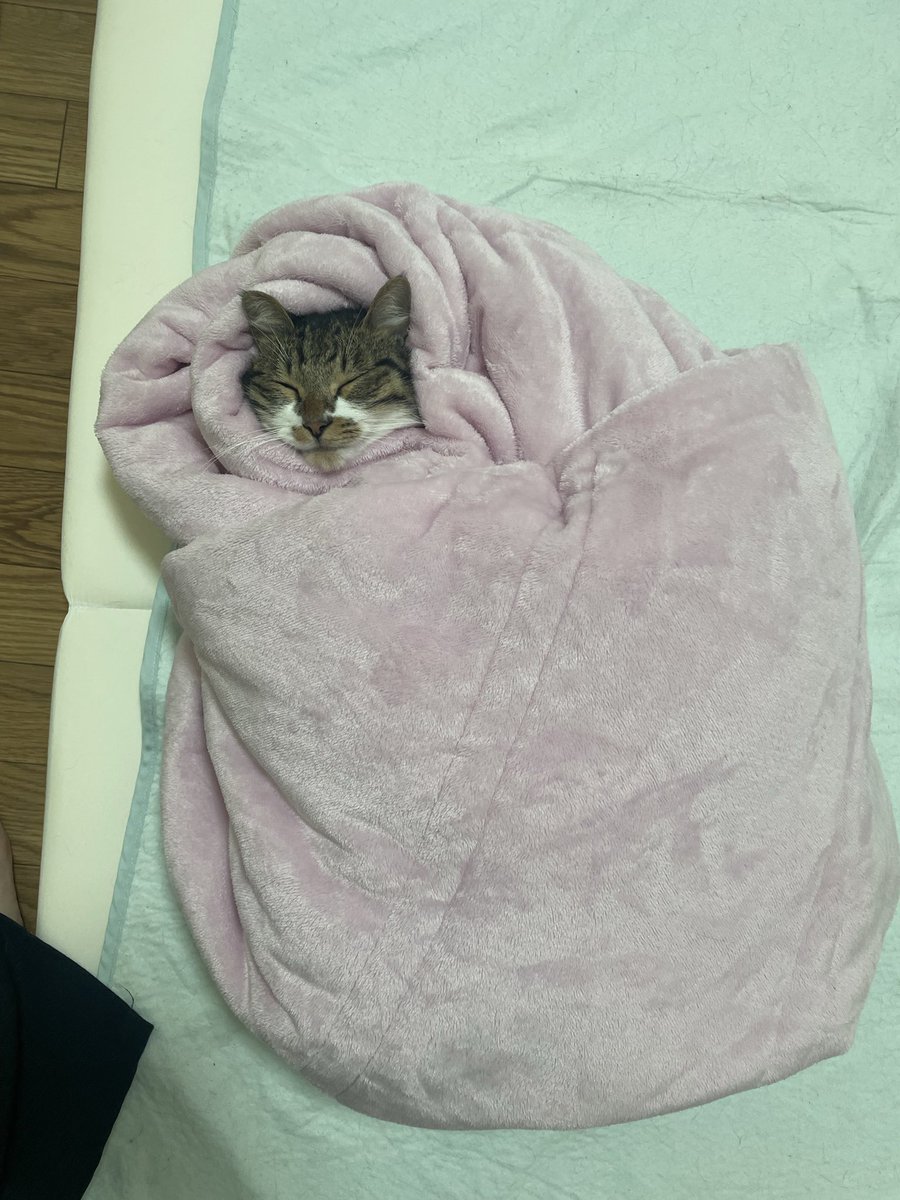 kinsei_ginsei's tweet photo. 金ちゃん飼い主にくるまれがち https://t.co/LNXQfKsbdw