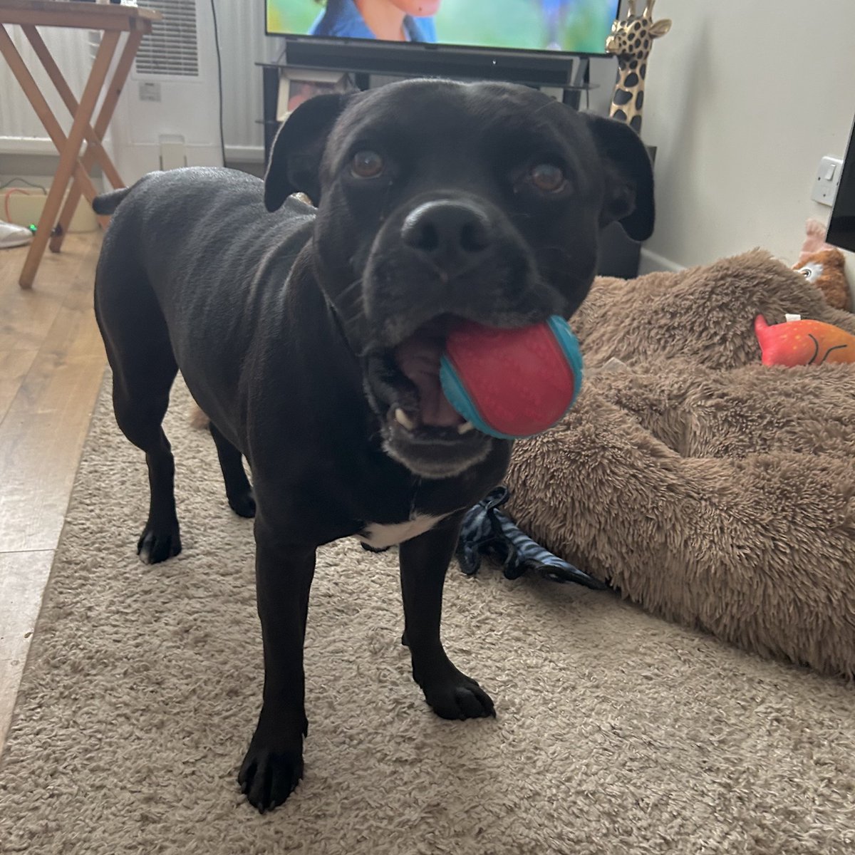 JulesAllenxx's tweet photo. Who wants to play ? #frank https://t.co/j6hen9f1O8