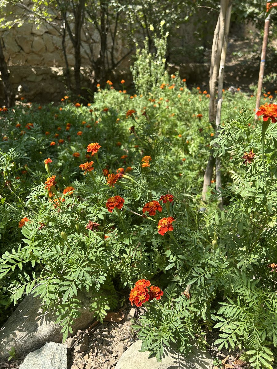 faniku_'s tweet photo. @DetailsbyNegin باغچه ای که عموم سعی کرد زندش کنه ولی خودش دیگه نیست تا لذت ببره:) https://t.co/IGjCvVIhcK
