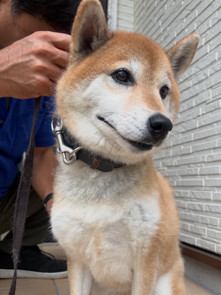 minamonako71D5's tweet photo. 具合が悪かった我が家の柴犬・海斗🐕
病院に行って元気になってきました^ ^
娘の学校も登校が始まりました。
我が家は台風の被害はありませんでしたが、近所では崖崩れや通行止もあります。
被害に遭った皆さんが、穏やかな日常を取り戻せますように。
1日も早い復旧を願っています。
頑張ろう千葉！ https://t.co/aqQprM5oX9