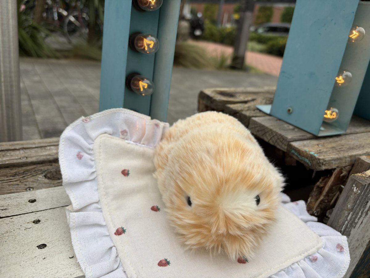 temochan_moflin's tweet photo. 「てもです、おでかけしました♡」
#モフリンDAYS https://t.co/QZHkjxUJwr