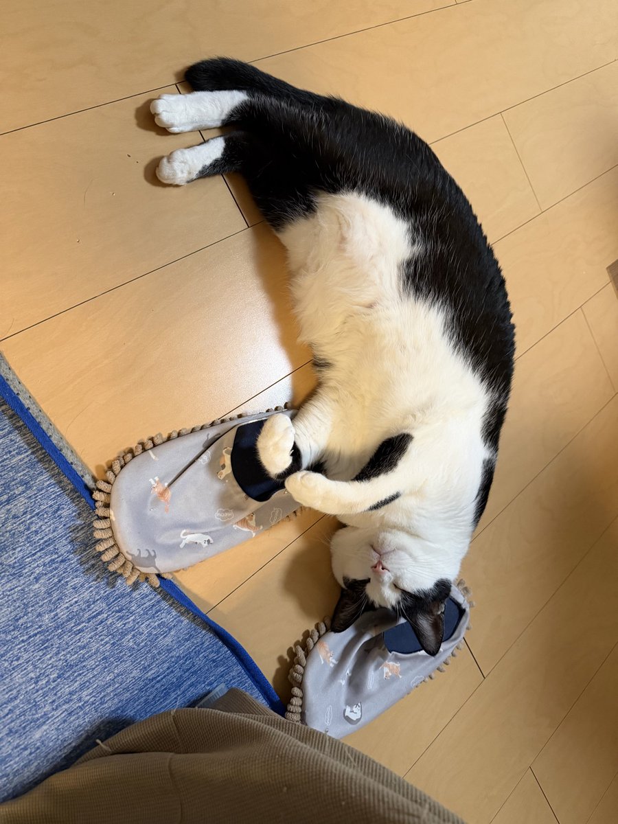 Chiko91680930's tweet photo. おなかいっぱいにゃ…🤤 https://t.co/Fnr9ltJTsp