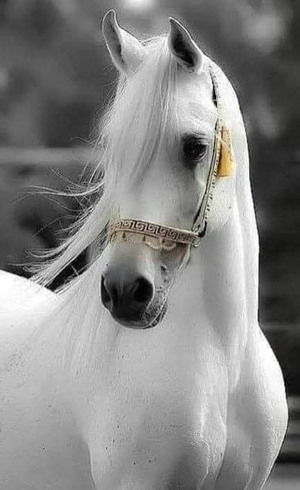 Shaalih_99's tweet photo. حائل والخيل العربية… حين يتحول الموروث من ذاكرة المكان إلى حضور العالم.

فالخيل العربية في حائل ليست مجرد جمالٍ يتنافس عليه العالم، وإنما إرثٌ تشكلت حوله ذاكرة المكان، وارتبط بالإنسان، وبقيت أصالته حاضرةً في الوجدان جيلًا بعد جيل.

ومن هذا العمق، تأتي بطولة حائل الدولية لجمال الخيل العربية الأصيلة لتتجاوز حدود المنافسة؛ فتجمع بين موروث المكان ومكانة الخيل العربية، وتمنح هذا الإرث مساحةً دولية تليق بقيمته، وتؤكد أن الموروث الحقيقي لا يُحفظ في الذاكرة فقط، بل يُقدَّم للعالم بصورةٍ تليق بتاريخه وتواكب مستقبله.

وتحت رعاية كريمة من صاحب السمو الملكي الأمير عبدالعزيز بن سعد بن عبدالعزيز، أمير منطقة حائل، تقام البطولة خلال الفترة من 28 إلى 31 أكتوبر، بمشاركة أكثر من 300 جواد من مختلف الفئات السنية، ومن مرابط سعودية وخارجية، في مشهد يعكس اتساع حضور الخيل العربية، ويضع جمالها وأصالتها في واجهة المشهد الدولي.

فالحدث لا يستمد قيمته من حجم المشاركة وحده، بل من المعنى الذي يحمله؛ أن تلتقي خيلٌ تحمل إرثًا عربيًا عريقًا بمكانٍ يحمل ذاكرة هذا الإرث، لتقدمه اليوم بصورة تليق بماضيه وتفتح له آفاق المستقبل.

فحين تحتفي حائل بالخيل، فهي لا تحتفي بجمالٍ عابر… بل بموروثٍ حيّ، يحمل من الماضي أصالته، ومن الحاضر حضوره، ومن المستقبل امتداده.

#بطولة_حائل_الدوليه_لخيل_العربيه
#حائل_الأجمل