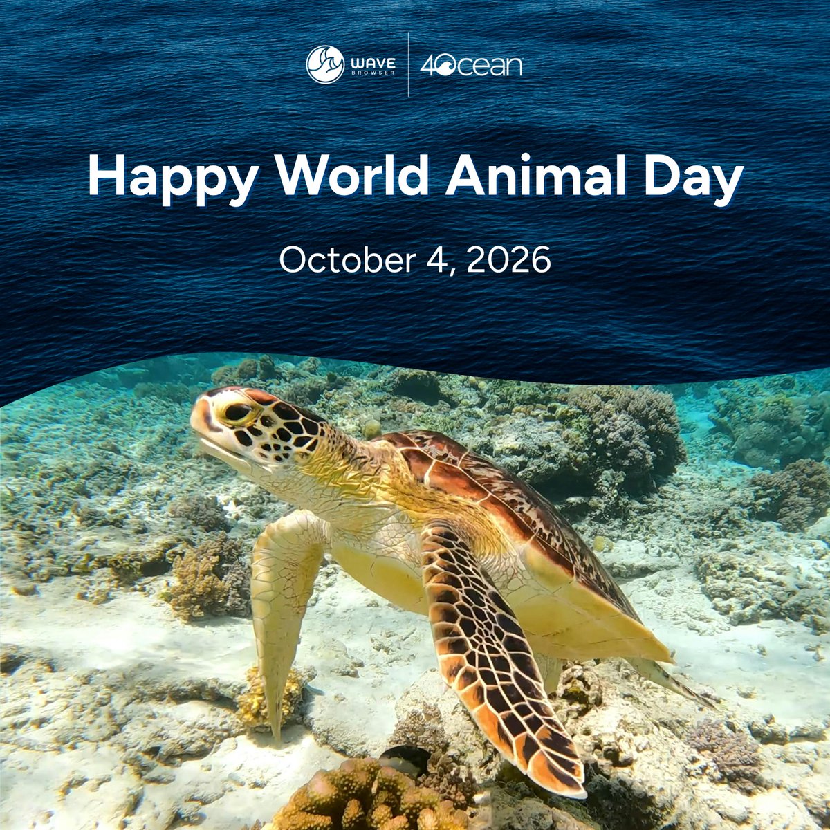 Wave_Browser's tweet photo. Happy World Animal Day from Wave Browser! 🌊

Sea turtles can mistake floating plastic for jellyfish, which is one of the many reasons cleanup matters for ocean wildlife. Through our verified cleanup partnership with 4ocean, Wave users help fund the crews recovering plastic and trash from the ocean, rivers, and coastlines.

Here's to every creature that calls the ocean home. 

#WaveBrowser #WorldAnimalDay #SeaTurtles #OceanWildlife
