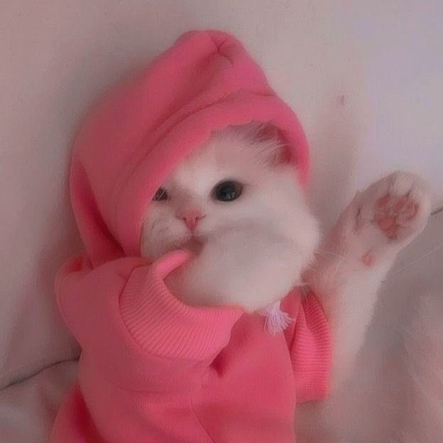 A fluffy white kitten wearing a pink hooded sweater looks toward the camera while raising one paw, revealing pink paw pads.