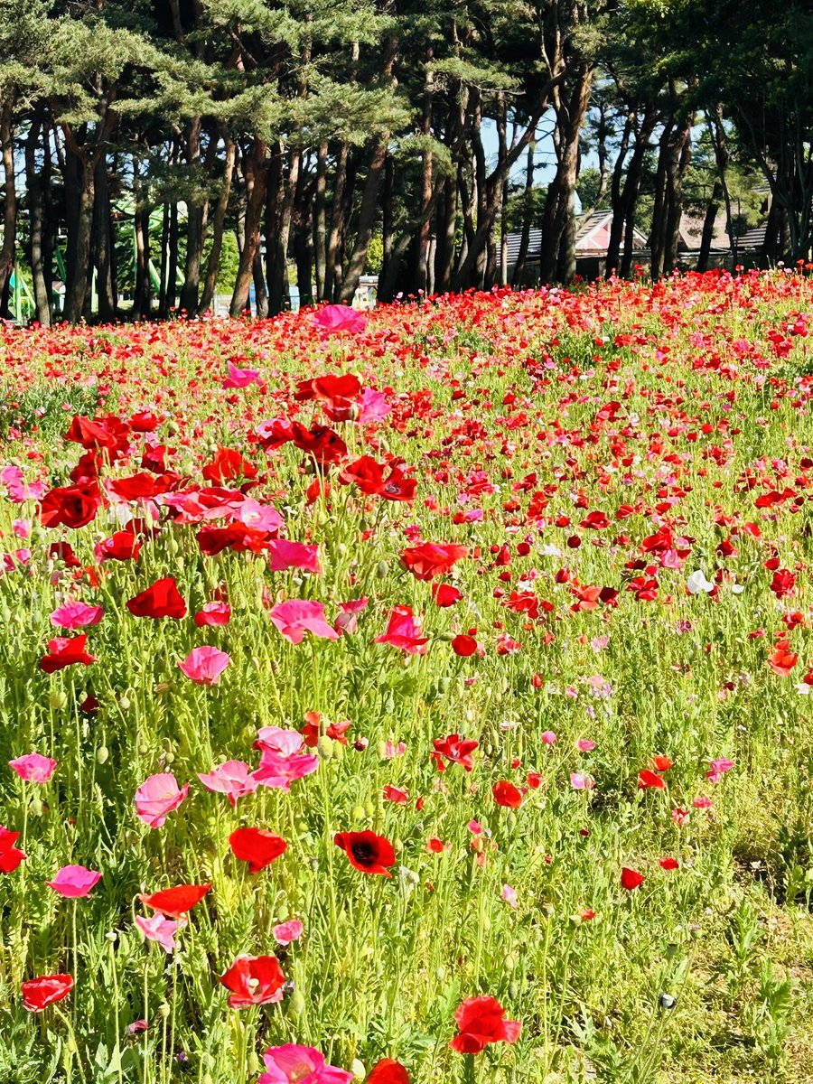sh_yuka's tweet photo. 今年の写真！

家族で旅行に行ってきました✨その②
国営ひたち海浜公園に行って来ました✨
ネモフィラが綺麗だった💓
シャーレーポピーも綺麗でした✨
また、行けたらいいなあ✨ https://t.co/DmFJy45moz