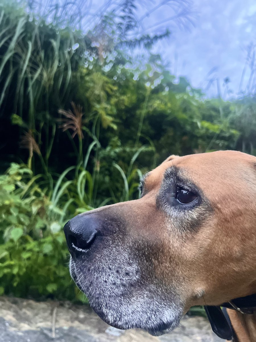 6464prpr's tweet photo. いつも困り顔の犬 https://t.co/6JHC9zwQhf