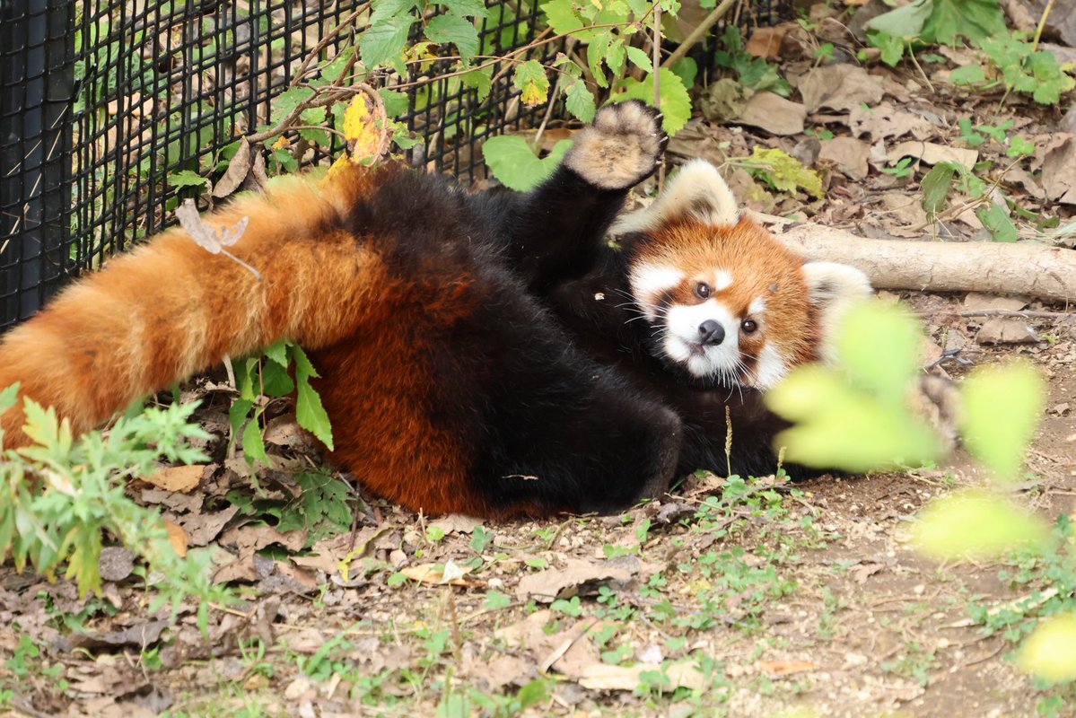 redpannada's tweet photo. ヒナギク『まあゆっくりしていってな』
　　　　 『ほな🖐️』

#円山動物園
#レッサーパンダ
#ヒナギク https://t.co/9BfejZf3eQ